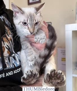 Enlarge THUMBledore, an adopted mixed breed in Berkeley Springs, WV image 2/2