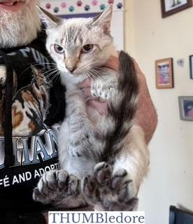 Enlarge THUMBledore, an adopted mixed breed in Berkeley Springs, WV image 1/2