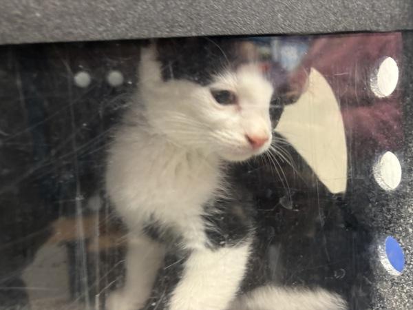 Tarte — thumbnail 2