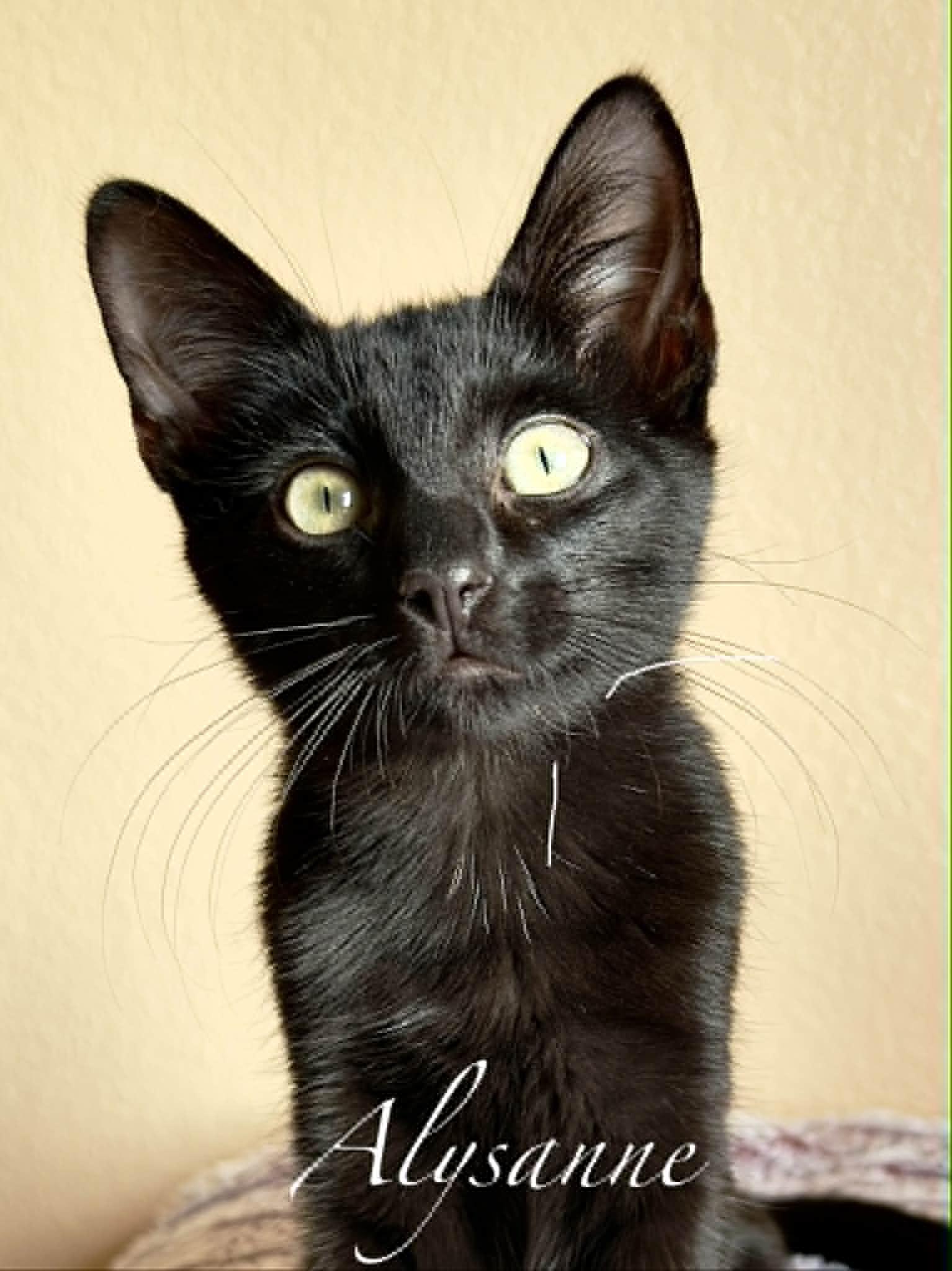 Enlarge Alysanne, a Adoptable Domestic Short Hair in Mansfield, TX image 1/4