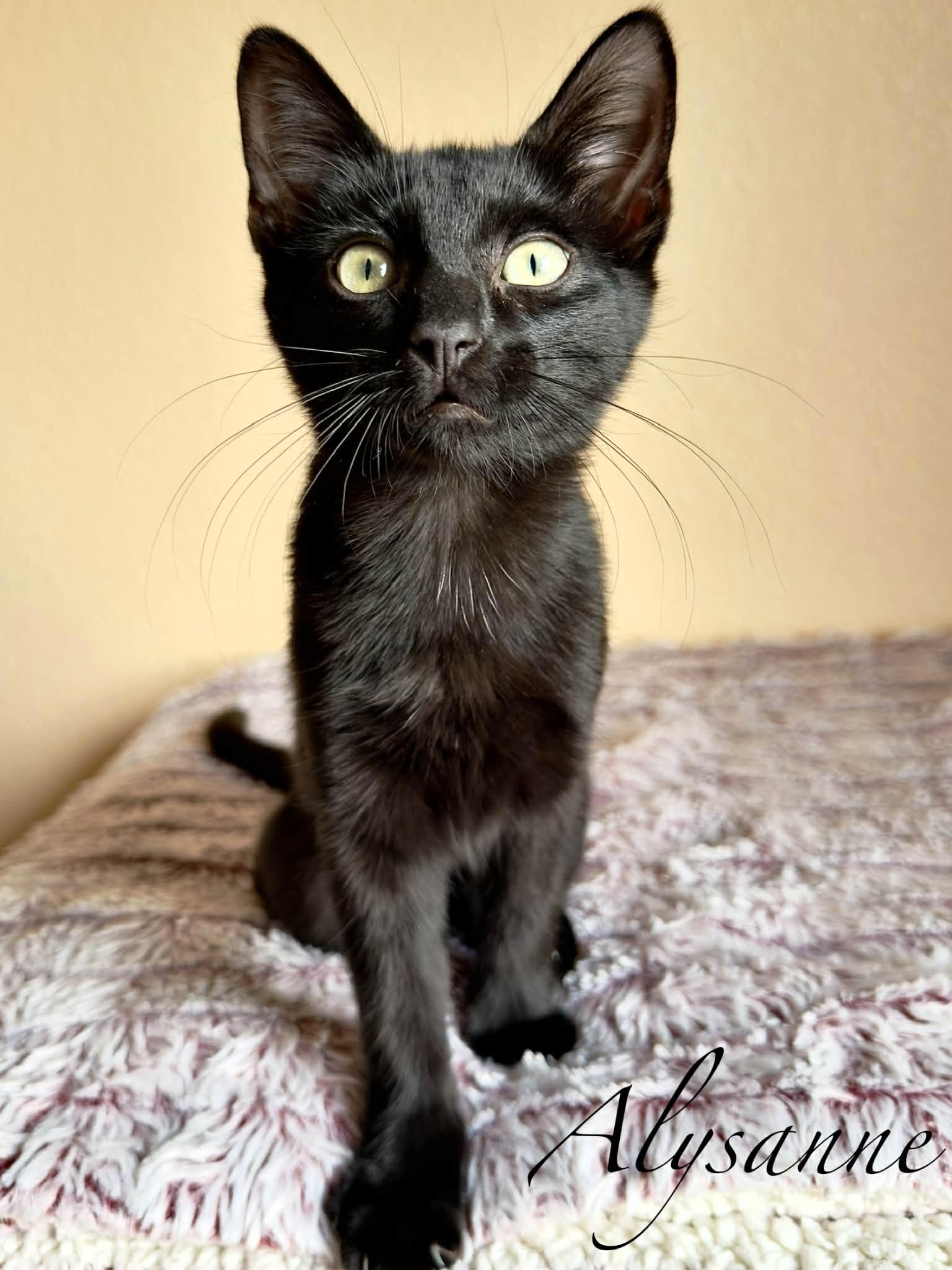 Enlarge Alysanne, a Adoptable Domestic Short Hair in Mansfield, TX image 2/4