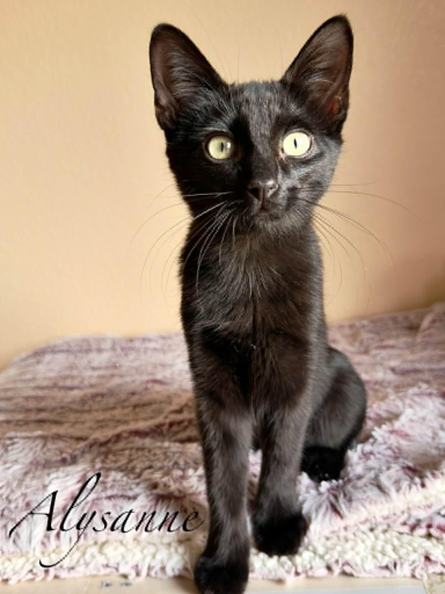 Enlarge Alysanne, a Adoptable Domestic Short Hair in Mansfield, TX image 3/4
