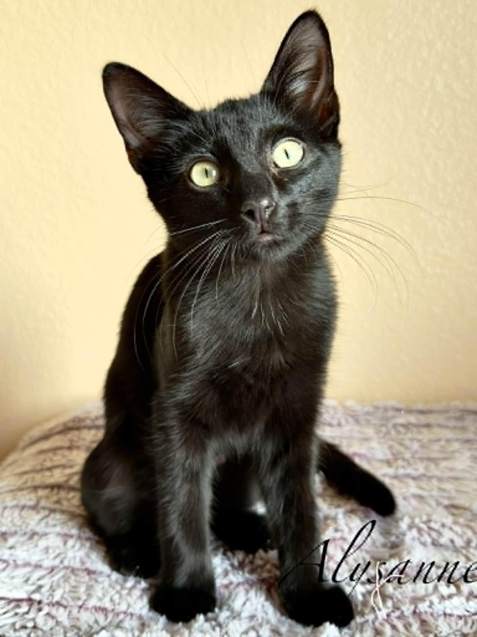 Enlarge Alysanne, a Adoptable Domestic Short Hair in Mansfield, TX image 4/4