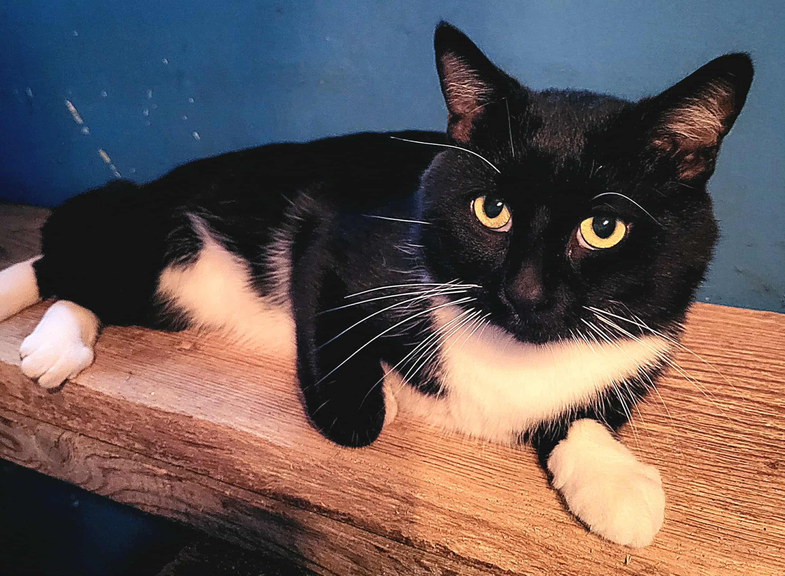 Halcro, a Adoptable American Shorthair in Winnipeg, MB image 2/3