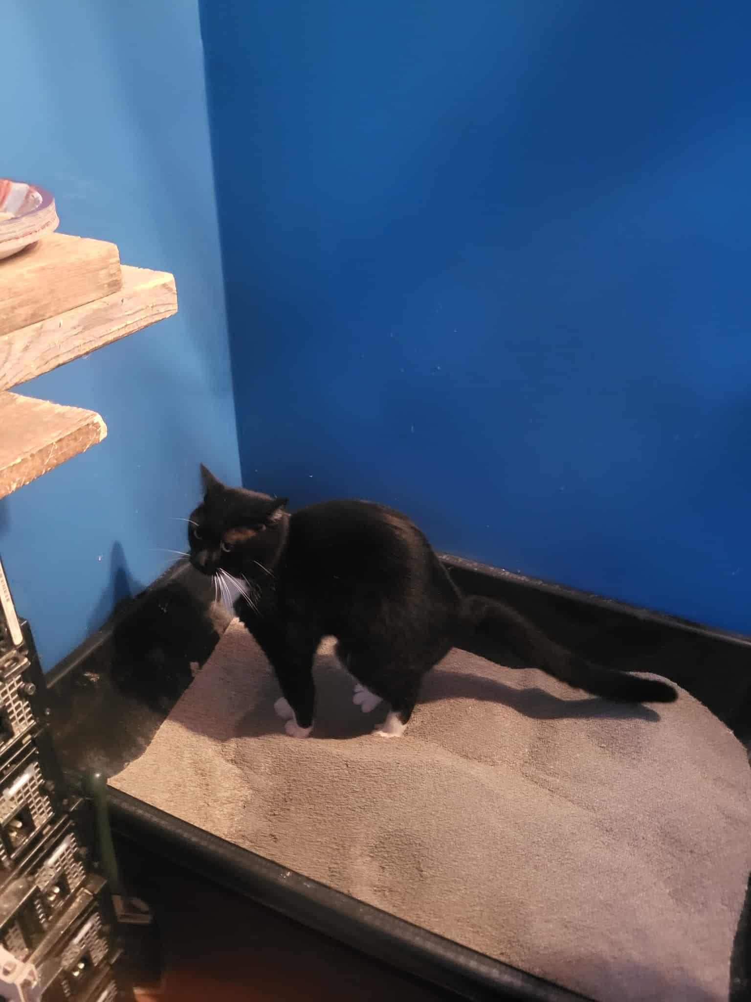 Halcro, a Adoptable American Shorthair in Winnipeg, MB image 3/3