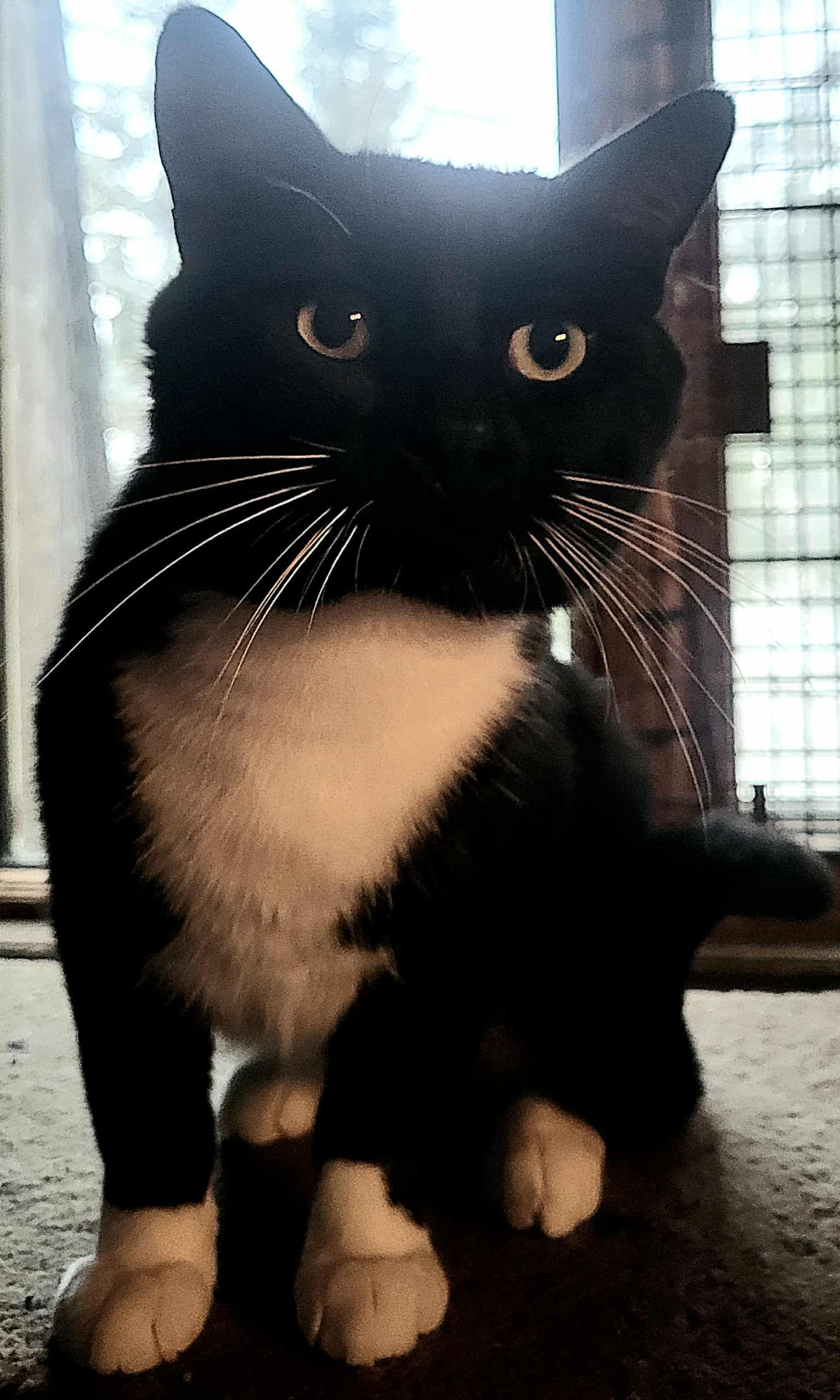 Halcro, Adoptable, Young Male American Shorthair.