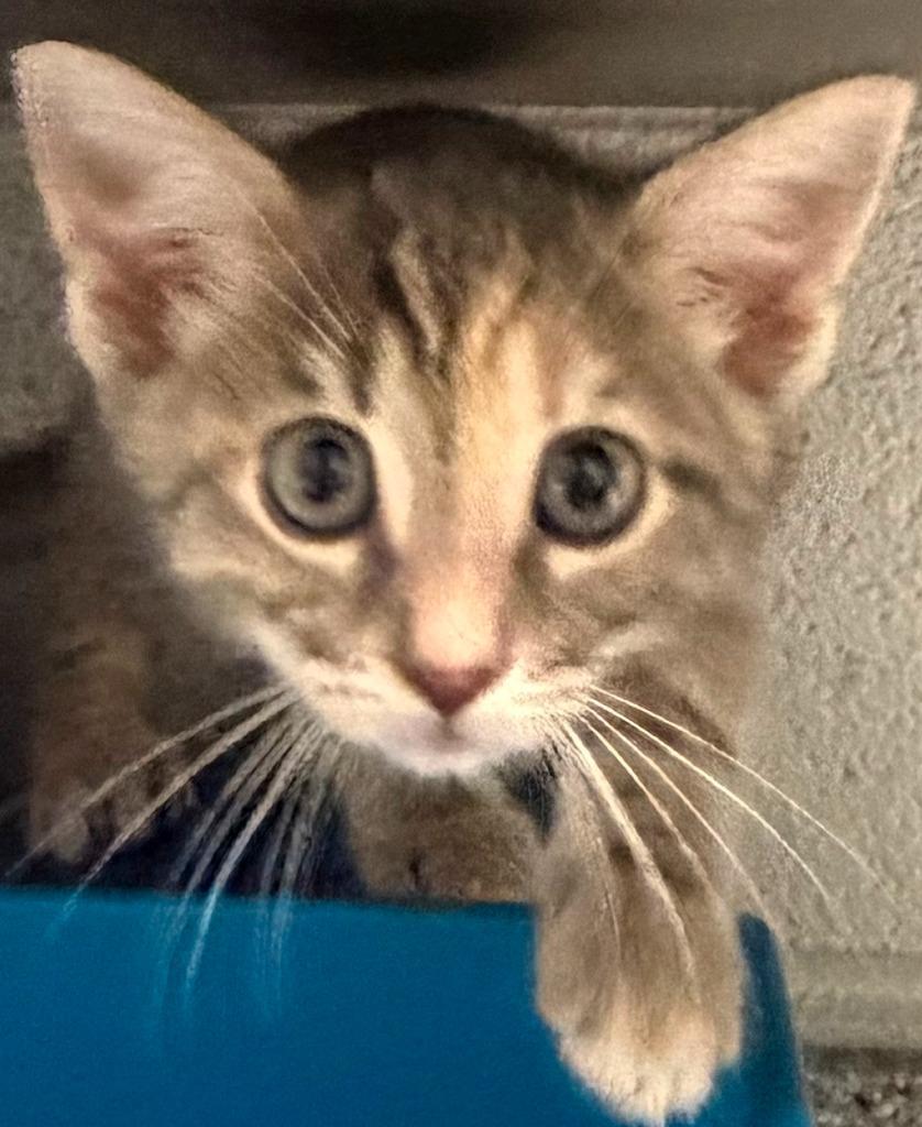 Darling, Adoptable, Kitten Female Domestic Medium Hair.