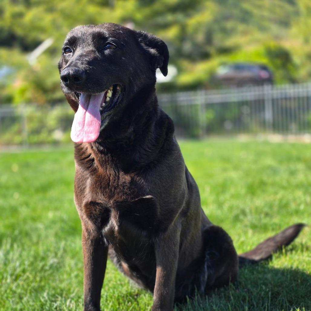 Meeka, Adoptable, Adult Female Chesapeake Bay Retriever & Chocolate Labrador Retriever.