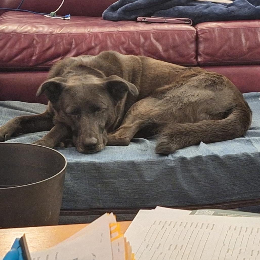 Enlarge Meeka, a Adoptable mixed breed in Cashmere, WA image 3/6