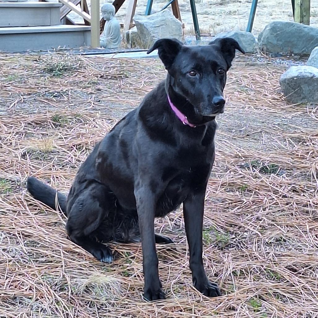 Enlarge Meeka, a Adoptable mixed breed in Cashmere, WA image 4/6