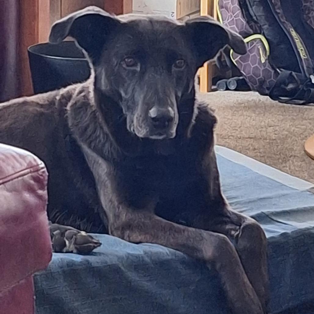 Enlarge Meeka, a Adoptable mixed breed in Cashmere, WA image 5/6