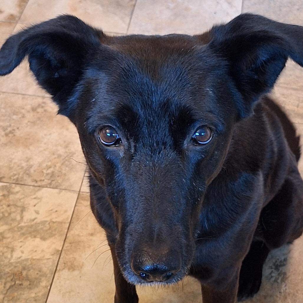 Enlarge Meeka, a Adoptable mixed breed in Cashmere, WA image 6/6