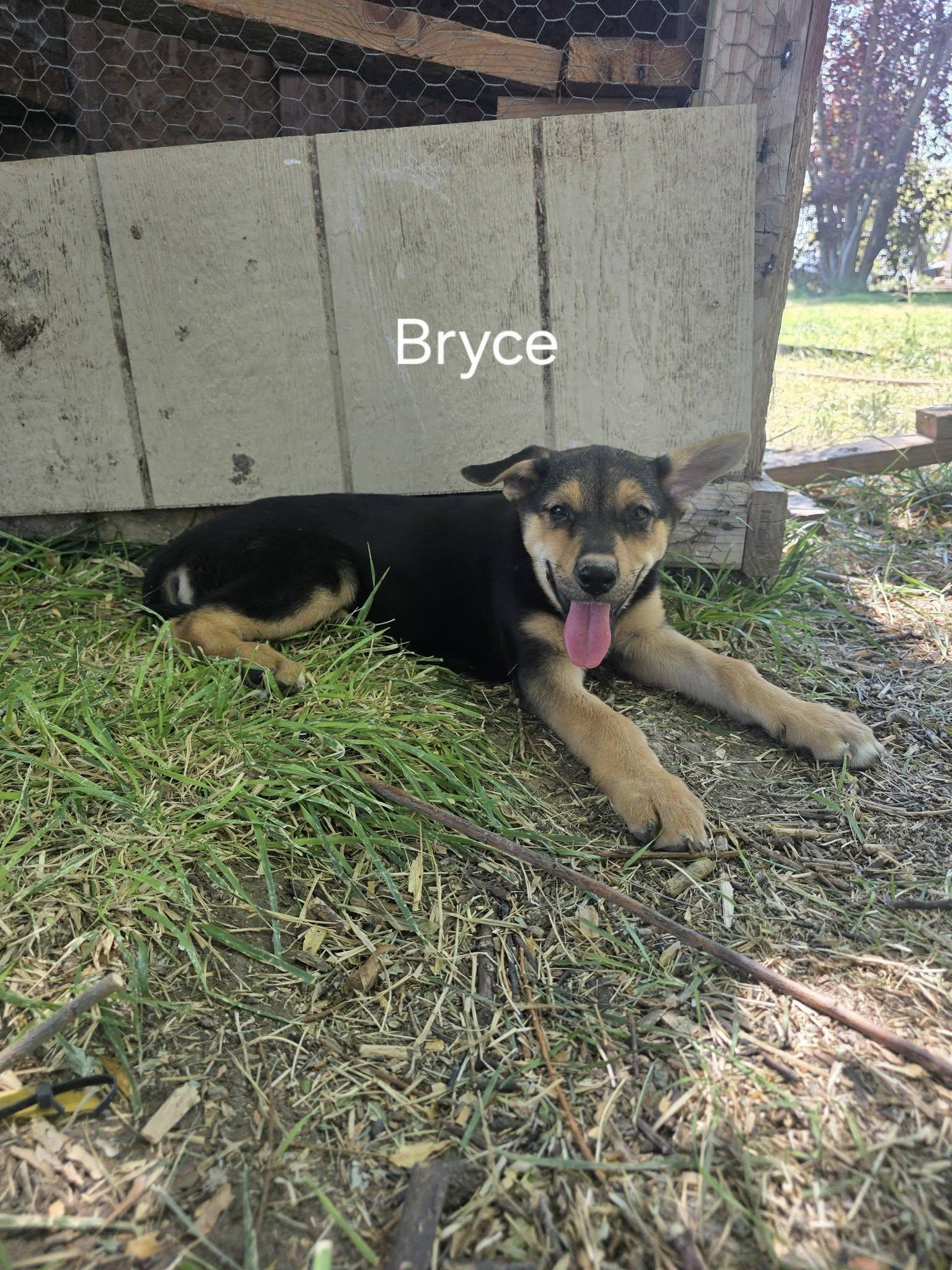 Bryce, Adoptable, Puppy Female German Shepherd Dog.