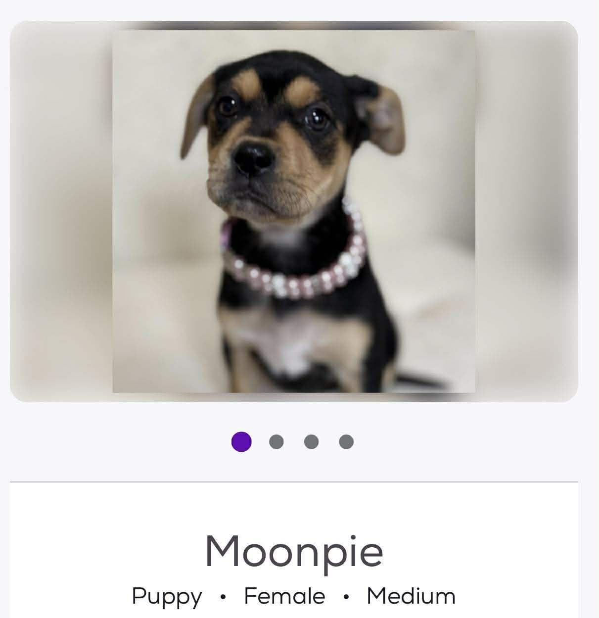 Enlarge Moonpie, a Adoptable mixed breed in Brooksville, FL image 2/2