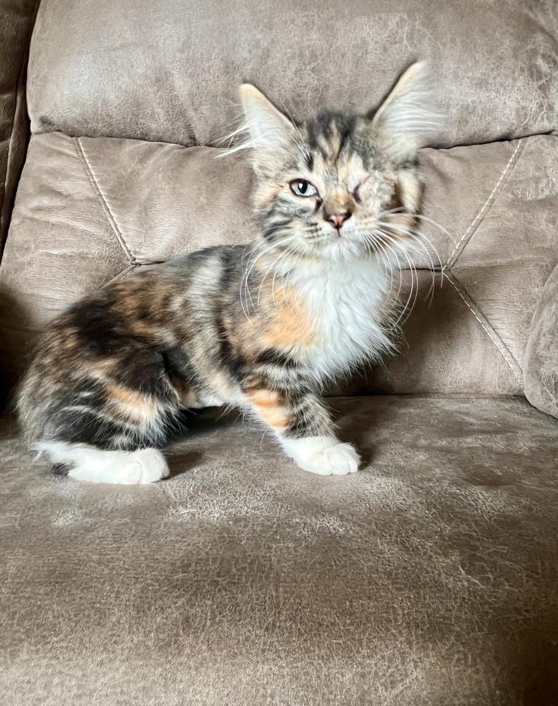 Eliza, Adoptable, Kitten Female Domestic Medium Hair.