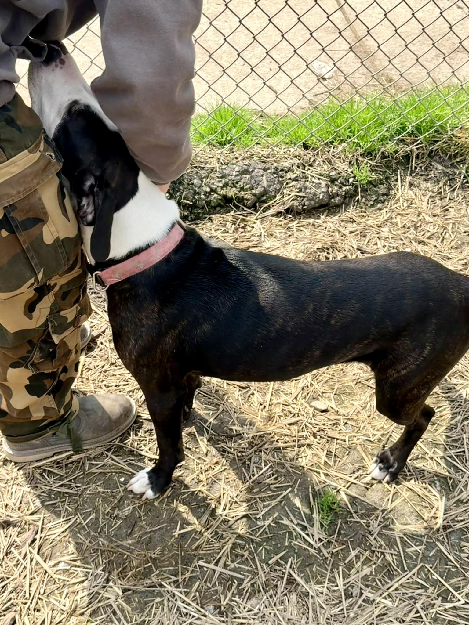 Enlarge Cash, a ADOPTABLE mixed breed in Petersburg, VA image 5/6