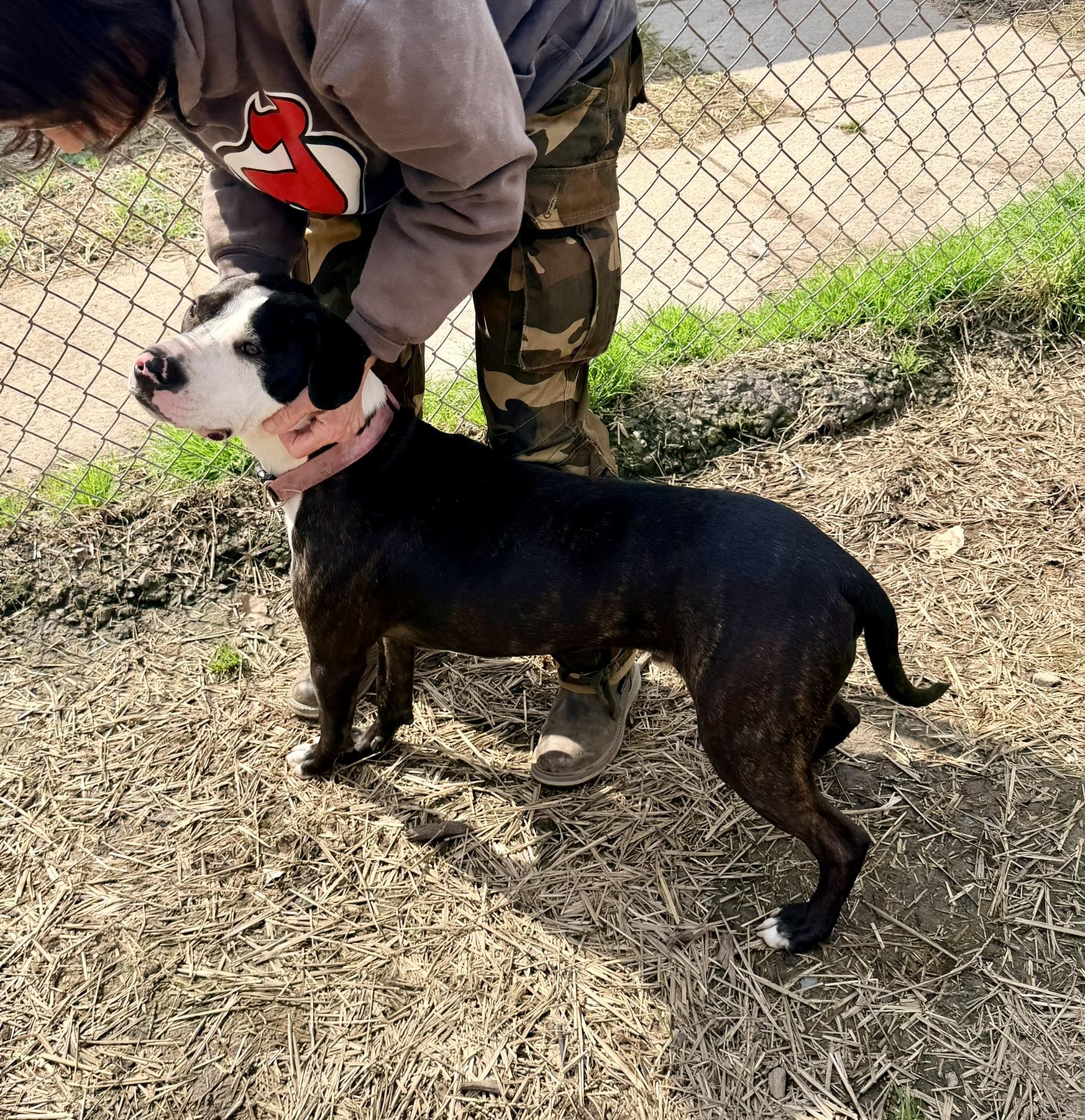 Enlarge Cash, a ADOPTABLE mixed breed in Petersburg, VA image 4/6