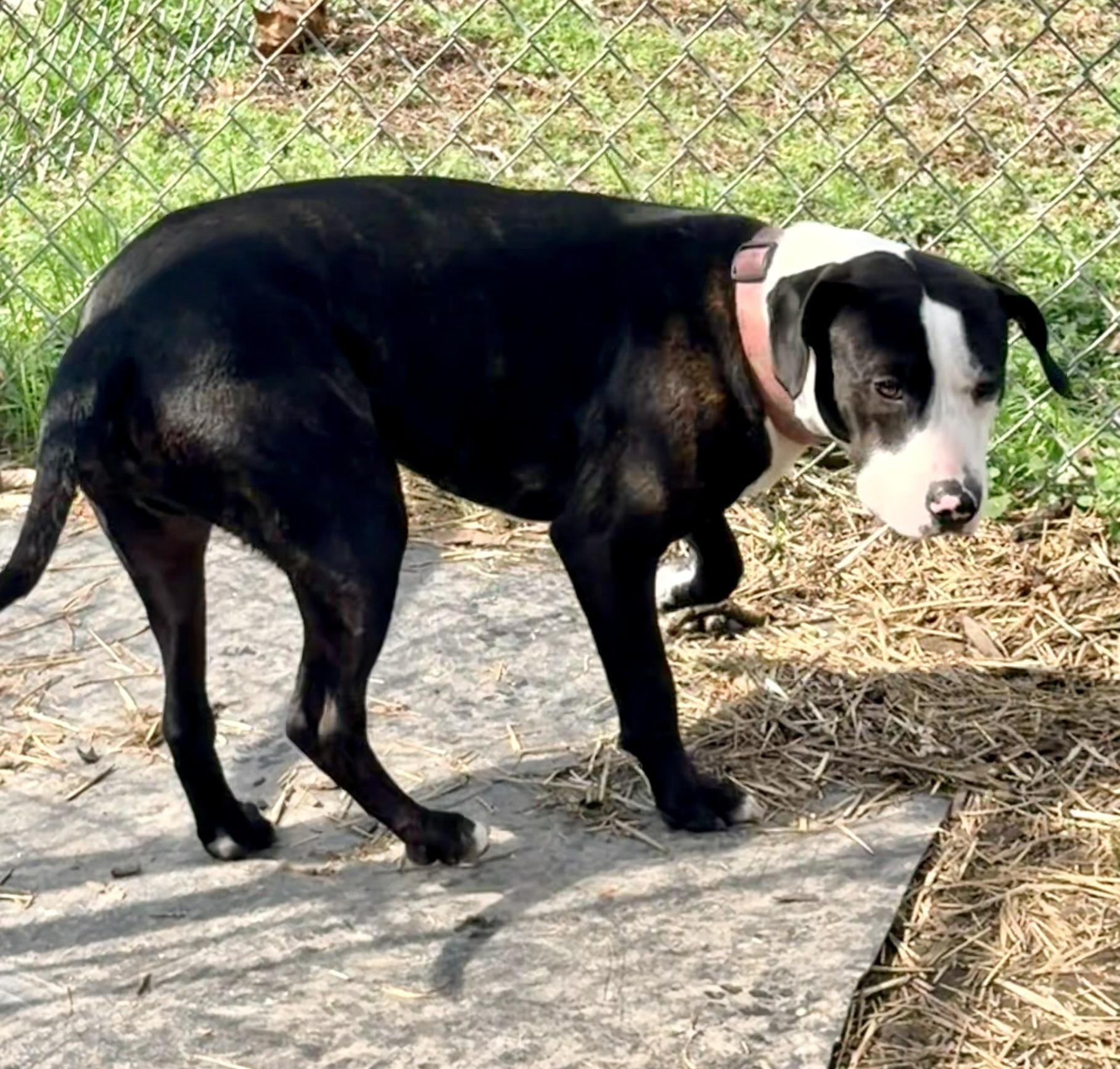Enlarge Cash, a ADOPTABLE mixed breed in Petersburg, VA image 2/6