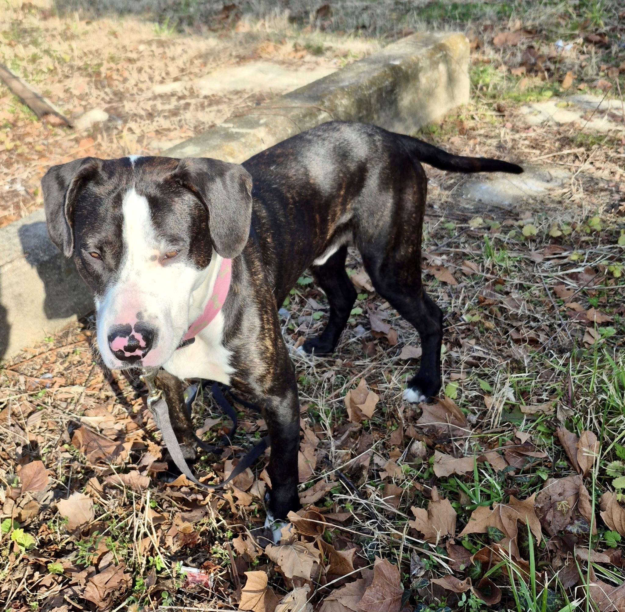 Enlarge Cash, a ADOPTABLE mixed breed in Petersburg, VA image 3/6
