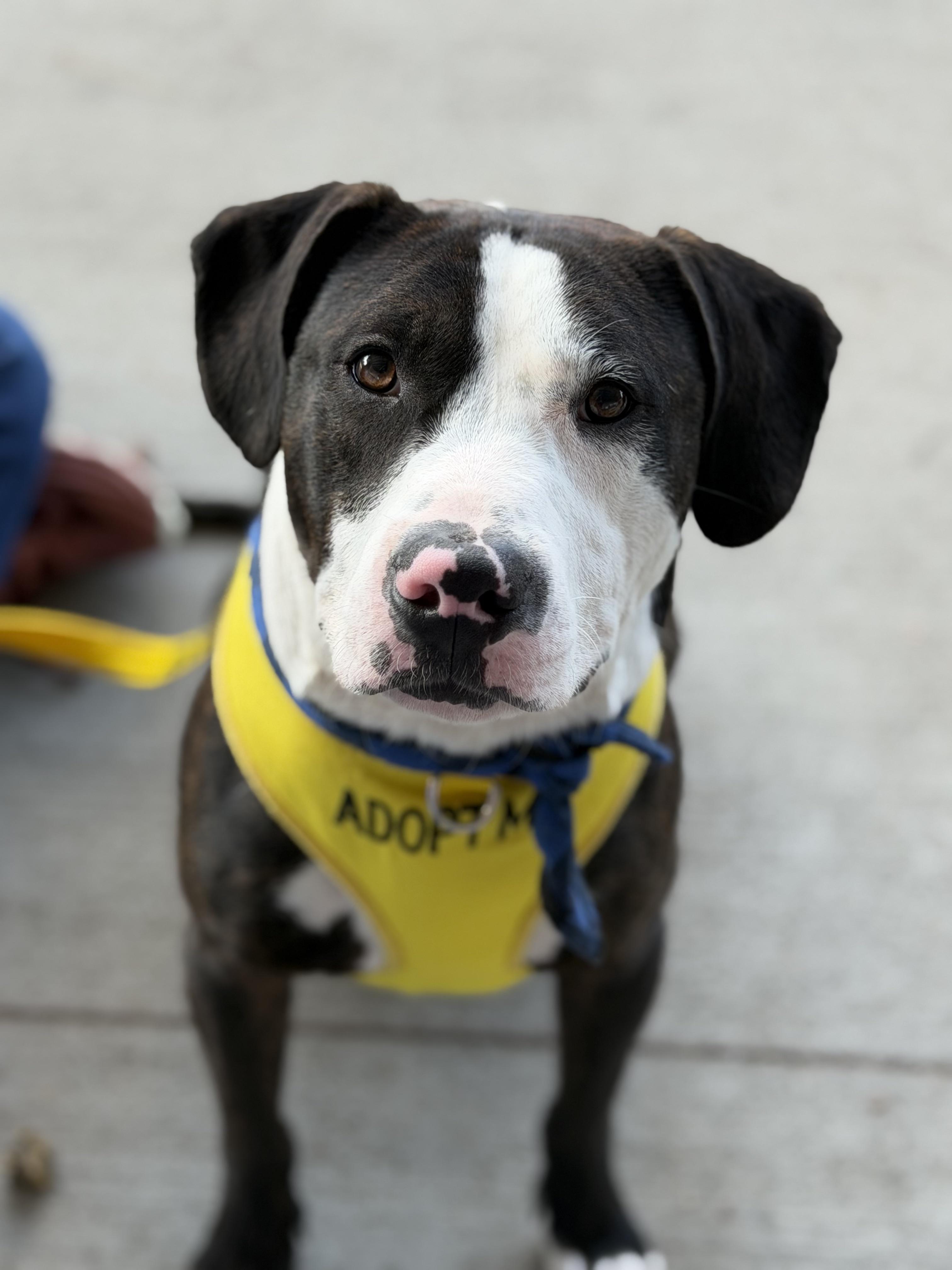 Cash, ADOPTABLE, Young Male Pit Bull Terrier & Hound.