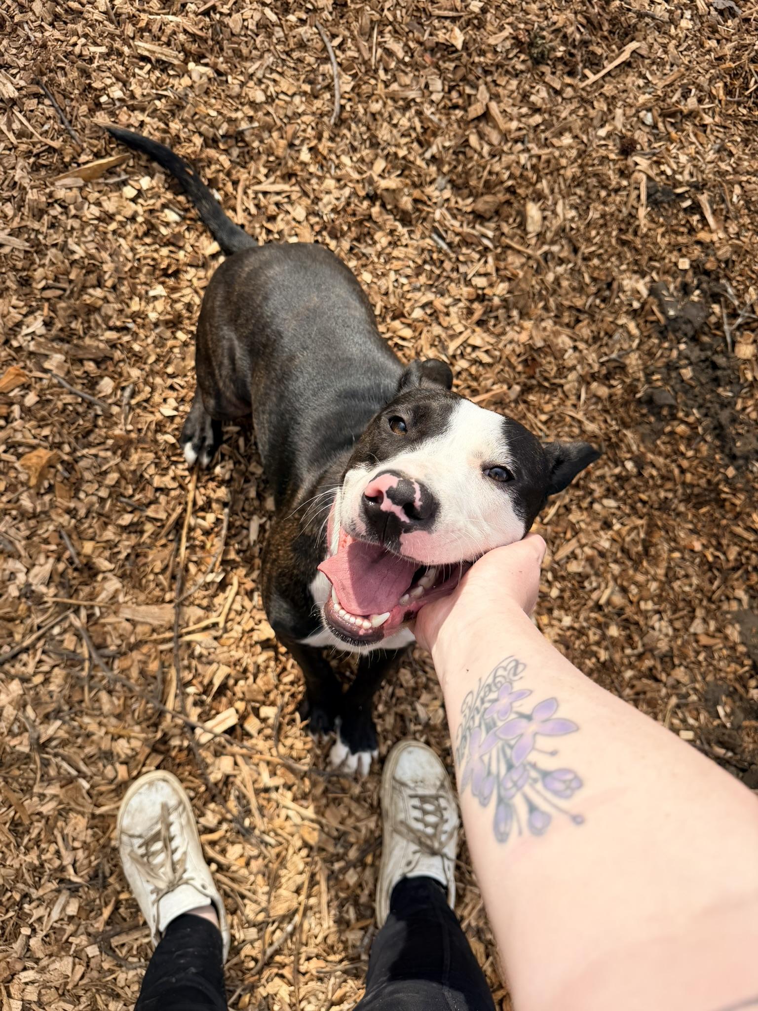 Cash, ADOPTABLE, Young Male Pit Bull Terrier & Hound.