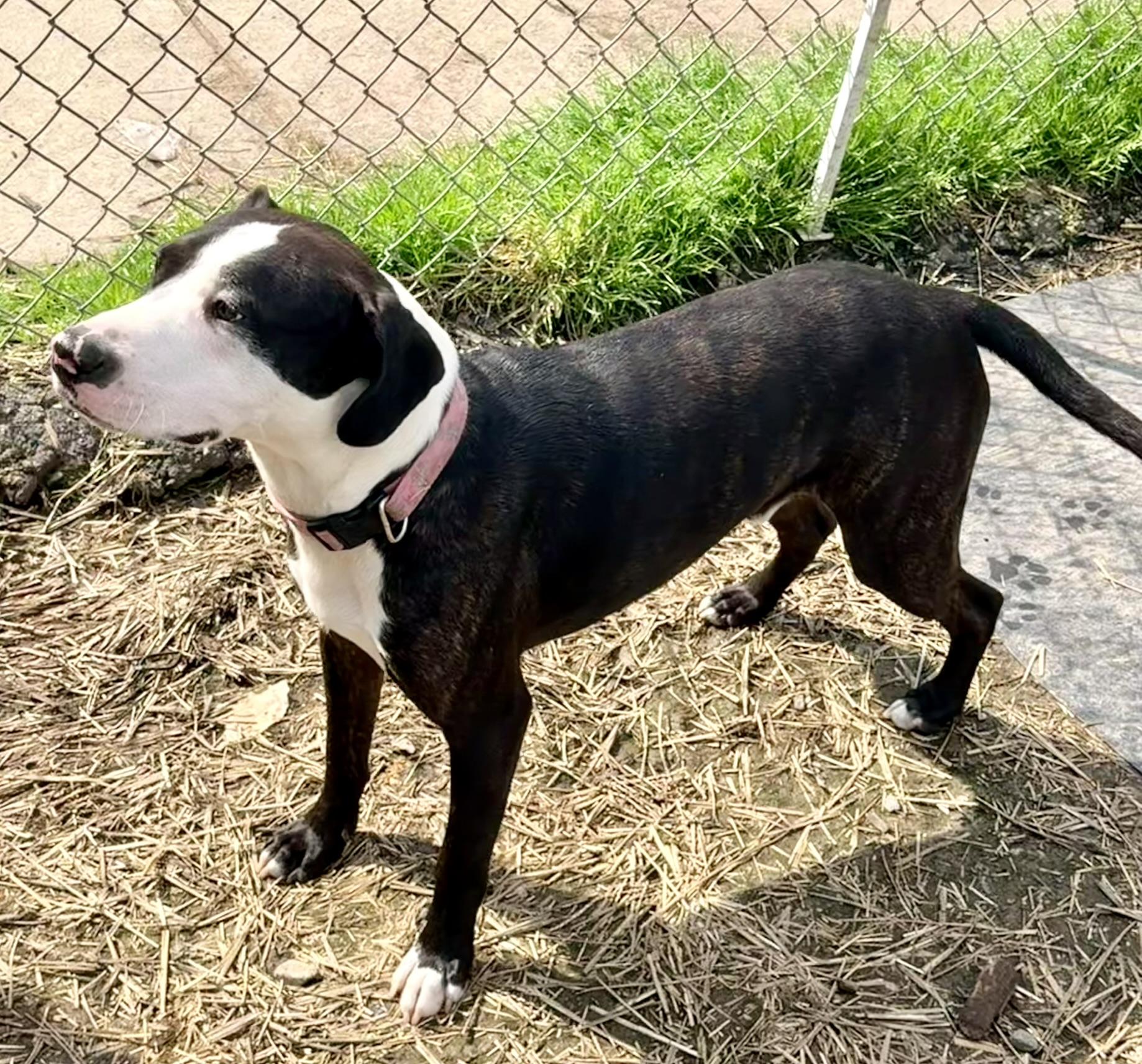 Enlarge Cash, a ADOPTABLE mixed breed in Petersburg, VA image 6/6