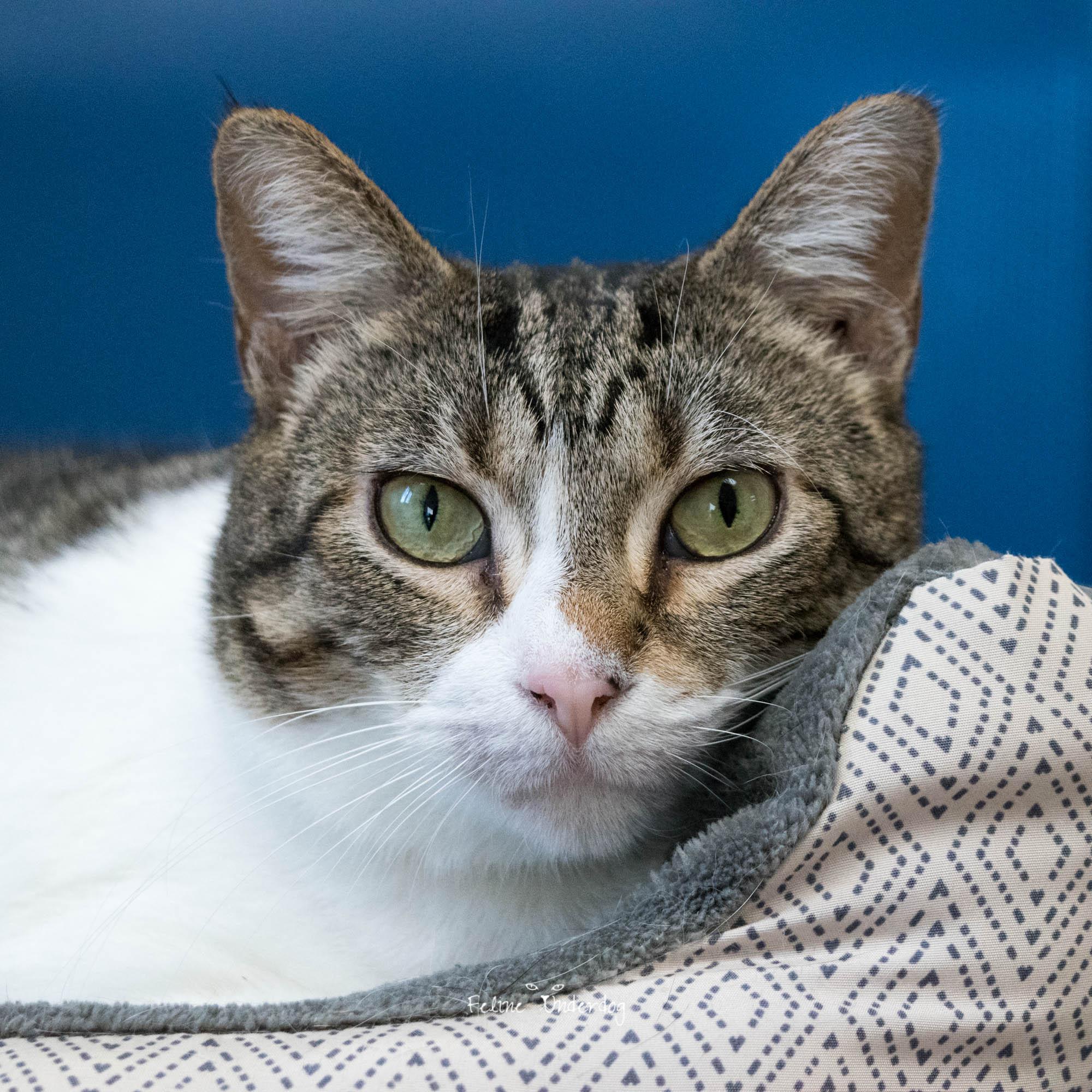 Enlarge Lucy- #50299, a ADOPTABLE Domestic Short Hair in Columbia, MD image 1/4