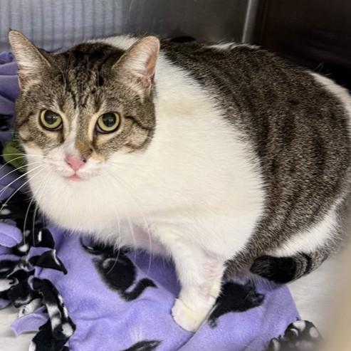 Enlarge Lucy- #50299, a ADOPTABLE Domestic Short Hair in Columbia, MD image 3/4