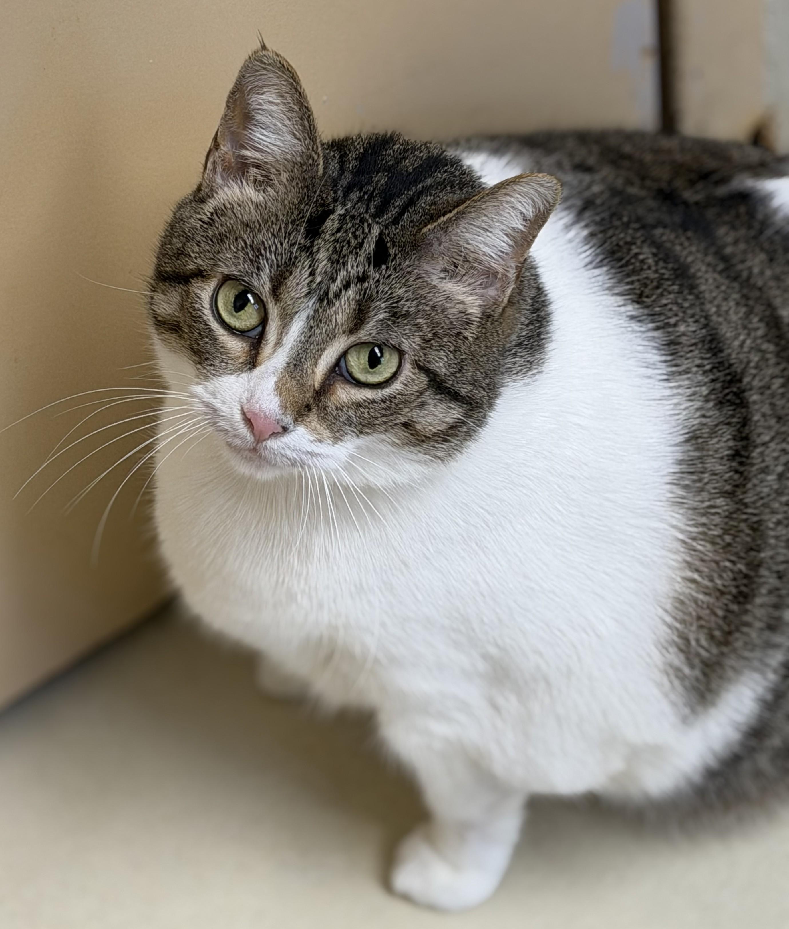 Enlarge Lucy- #50299, a ADOPTABLE Domestic Short Hair in Columbia, MD image 4/4