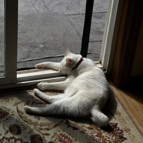 Bella