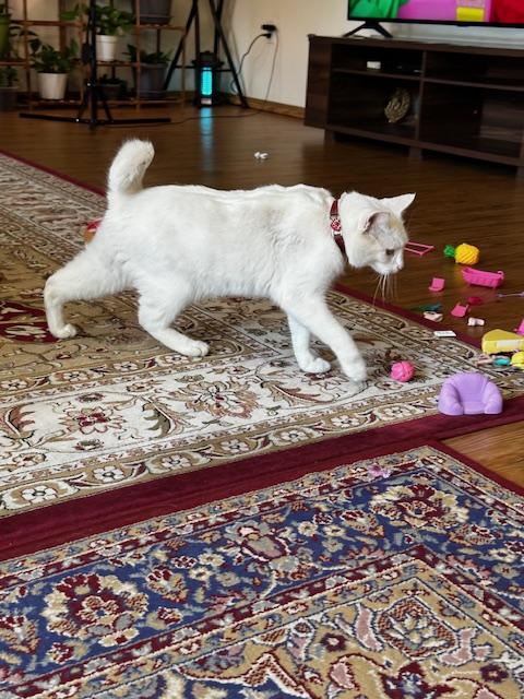 Bella