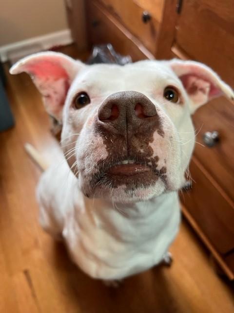 Athena, Adoptable, Adult Female Pit Bull Terrier.