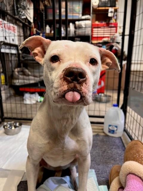 Enlarge Athena, a Adoptable mixed breed in Kansas City, MO image 2/4