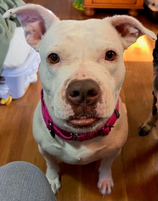 Enlarge Athena, a Adoptable mixed breed in Kansas City, MO image 3/4