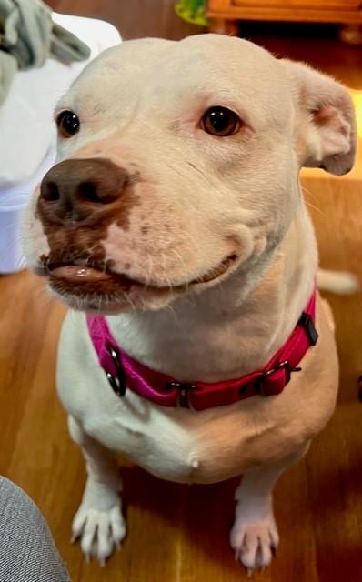 Enlarge Athena, a Adoptable mixed breed in Kansas City, MO image 4/4