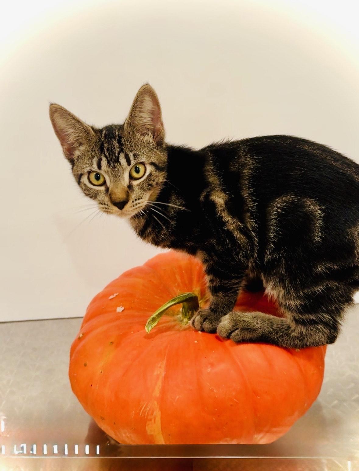 Benson & Boone - BONDED