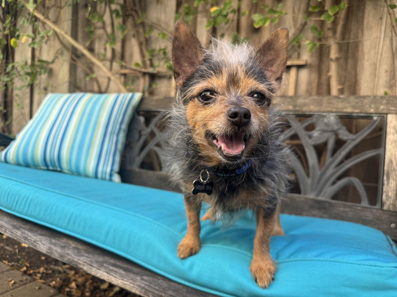 Chido, Adopted, Senior Male Yorkshire Terrier & Chihuahua.
