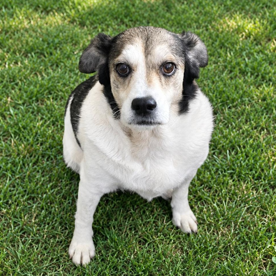 Enlarge Sora, a Adoptable Mixed Breed in Syracuse, NY image 1/6