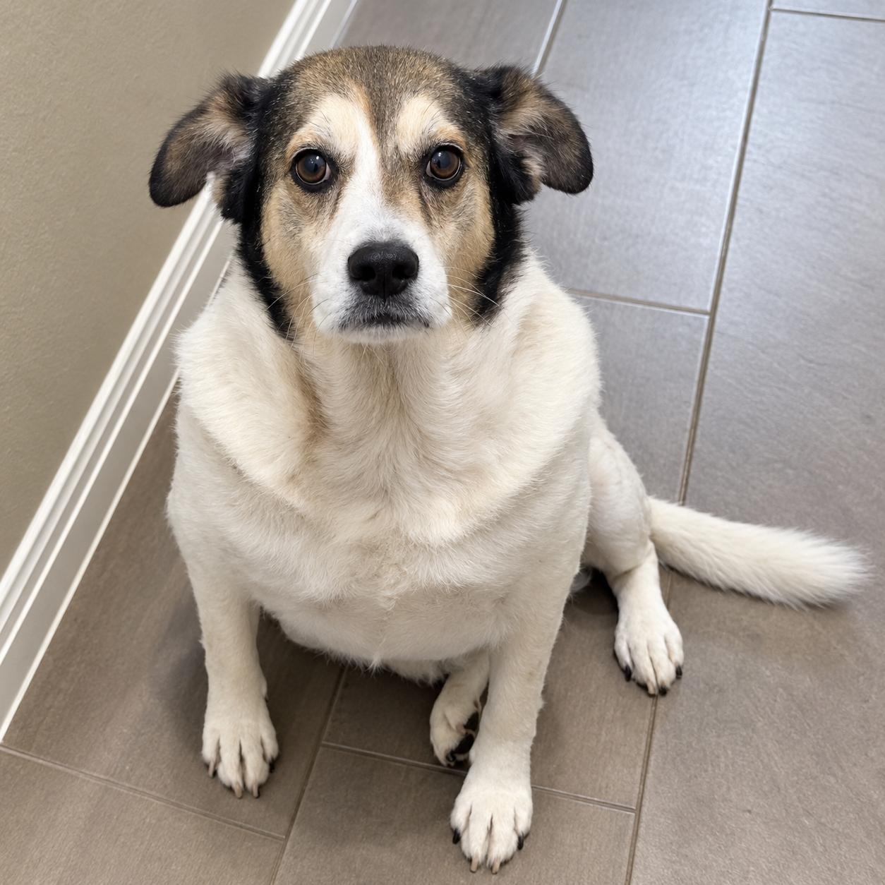 Enlarge Sora, a Adoptable Mixed Breed in Syracuse, NY image 2/6