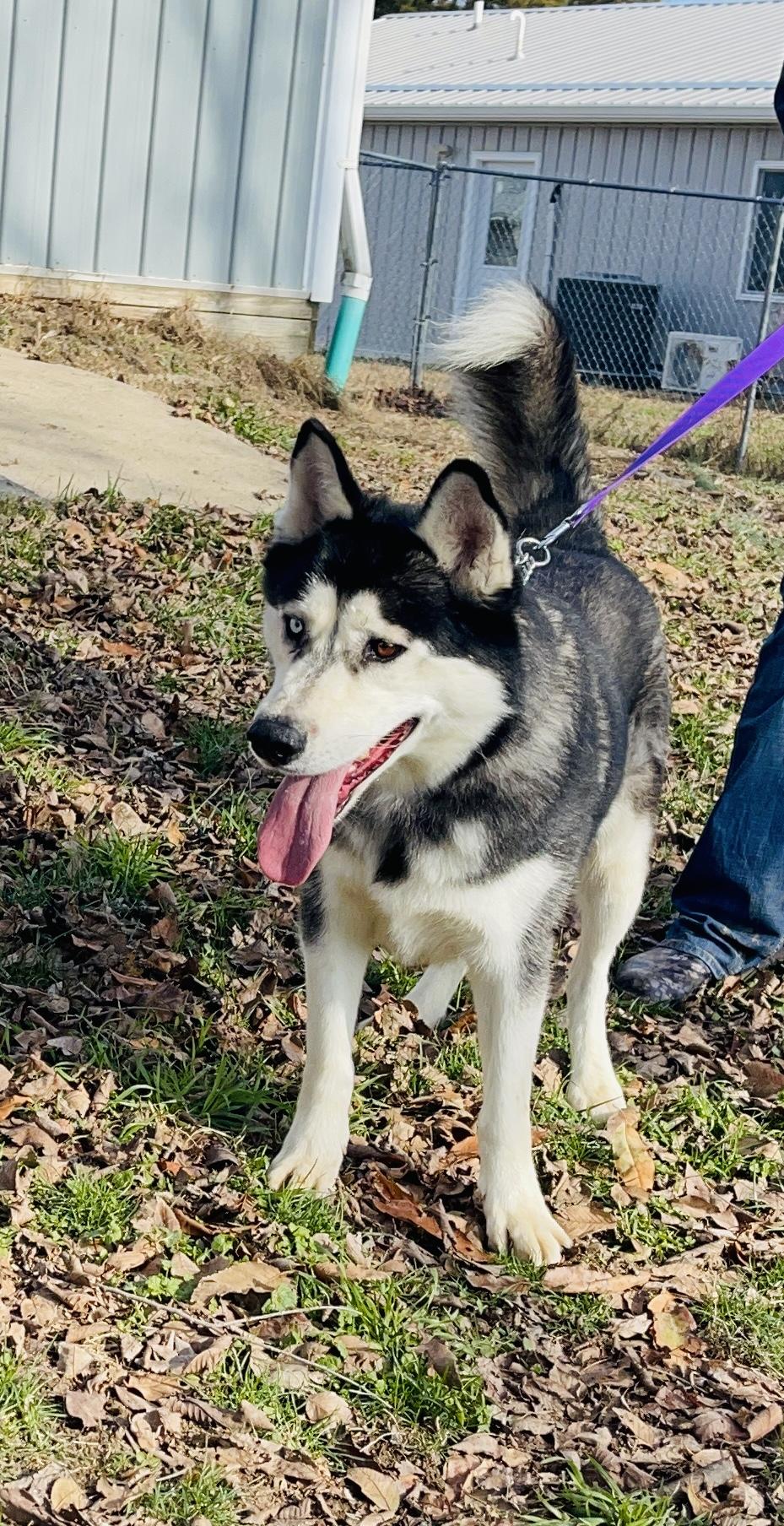 Ziggy, Adoptable, Adult Male Siberian Husky.
