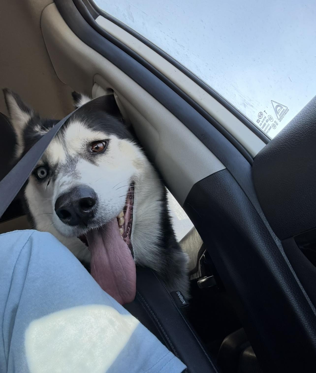 Ziggy-Coming Soon, a Adoptable mixed breed in Jefferson City, MO image 2/3