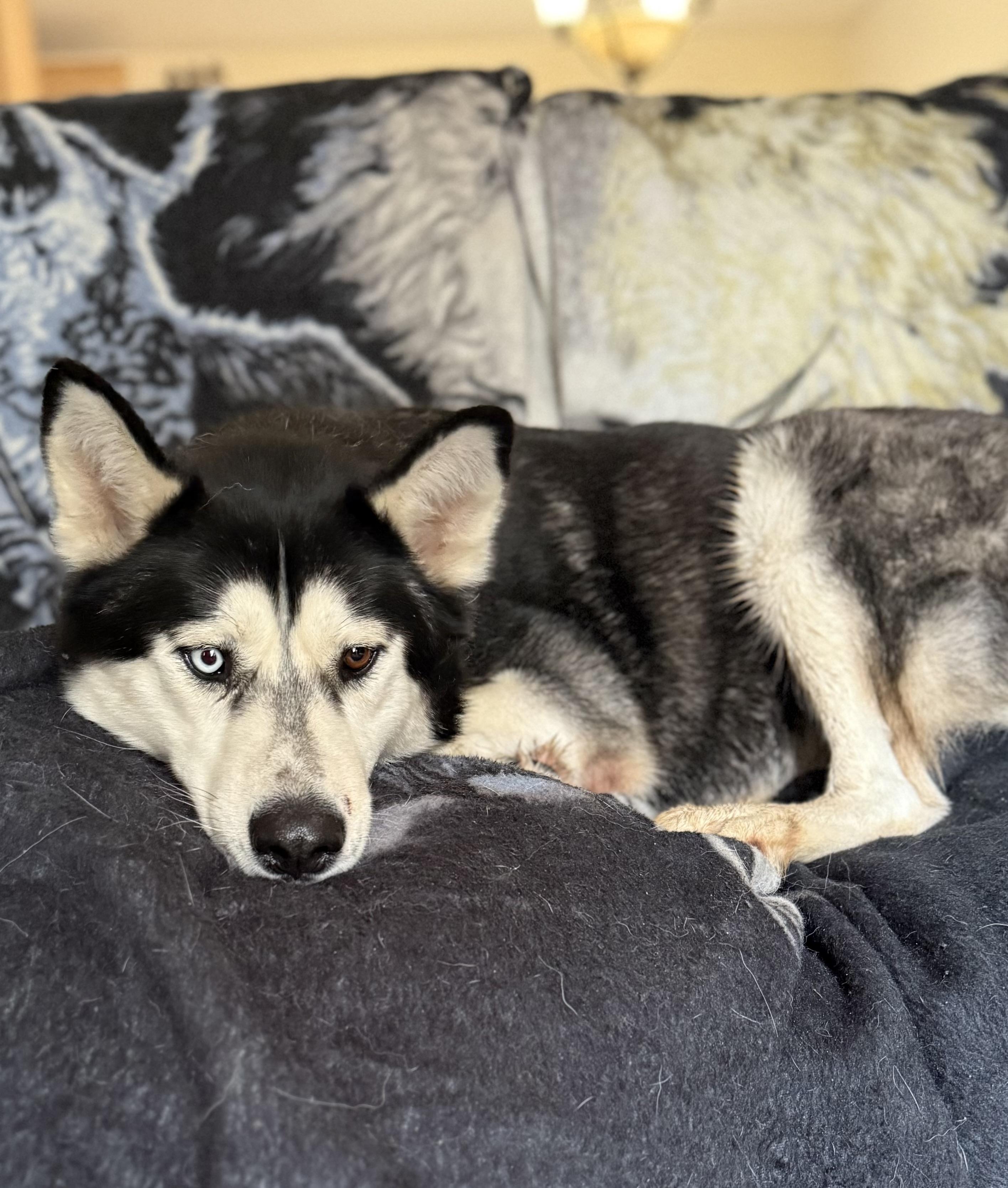 Ziggy-Coming Soon, a Adoptable mixed breed in Jefferson City, MO image 3/3