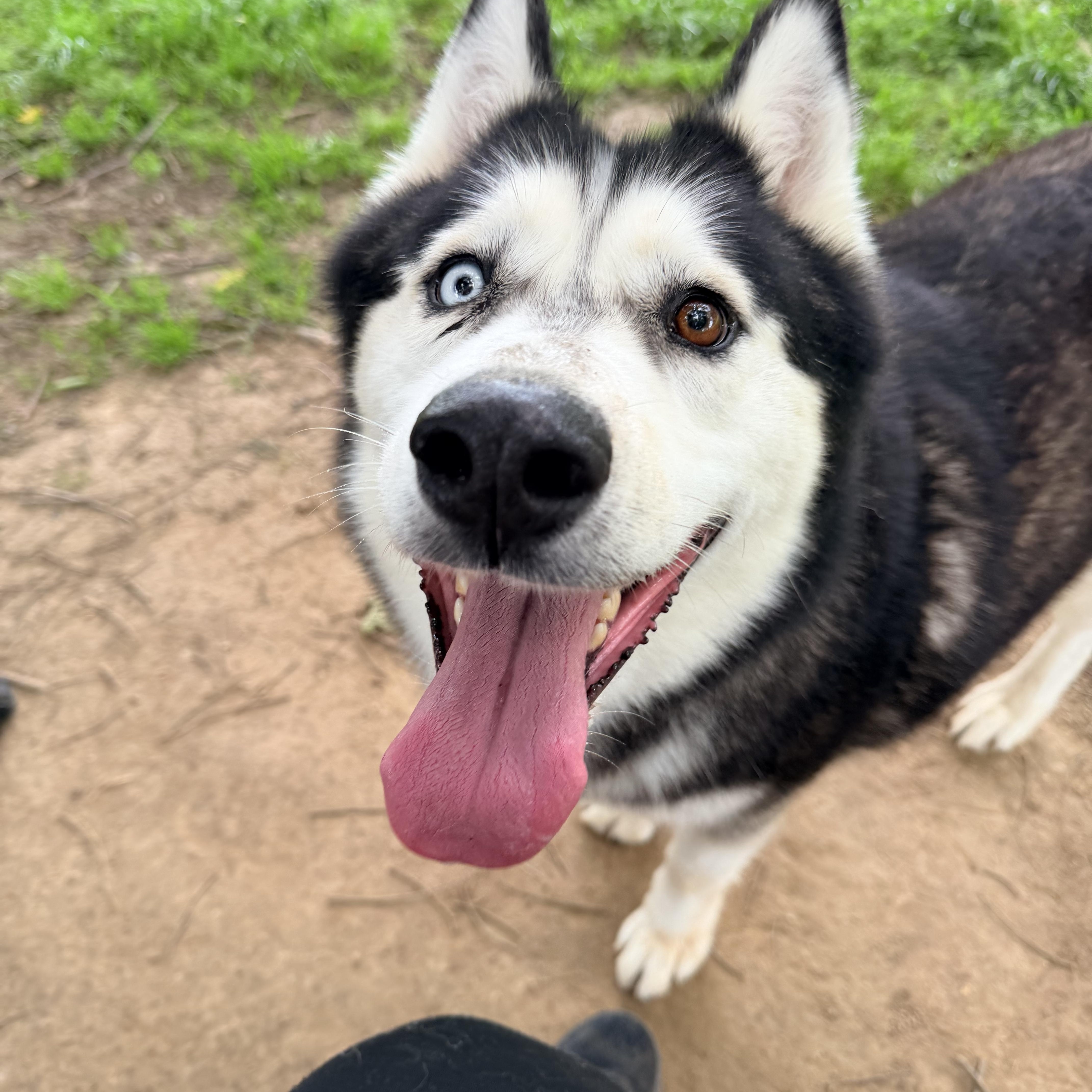Enlarge Ziggy, a Adoptable mixed breed in Jefferson City, MO image 6/6