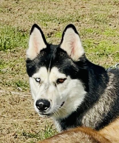 Ziggy, Adoptable, Adult Male Siberian Husky.