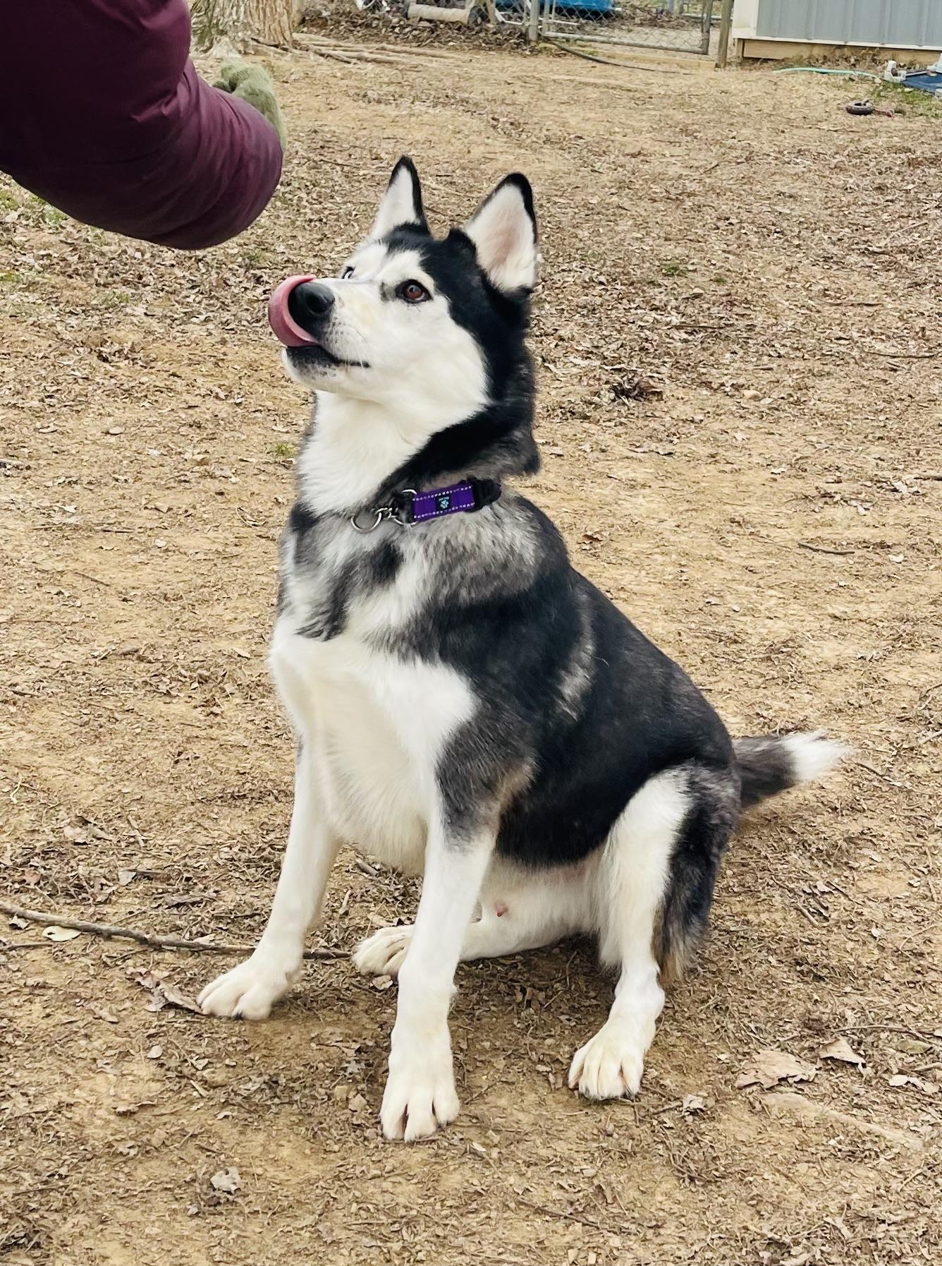 Enlarge Ziggy, a Adoptable mixed breed in Jefferson City, MO image 4/6