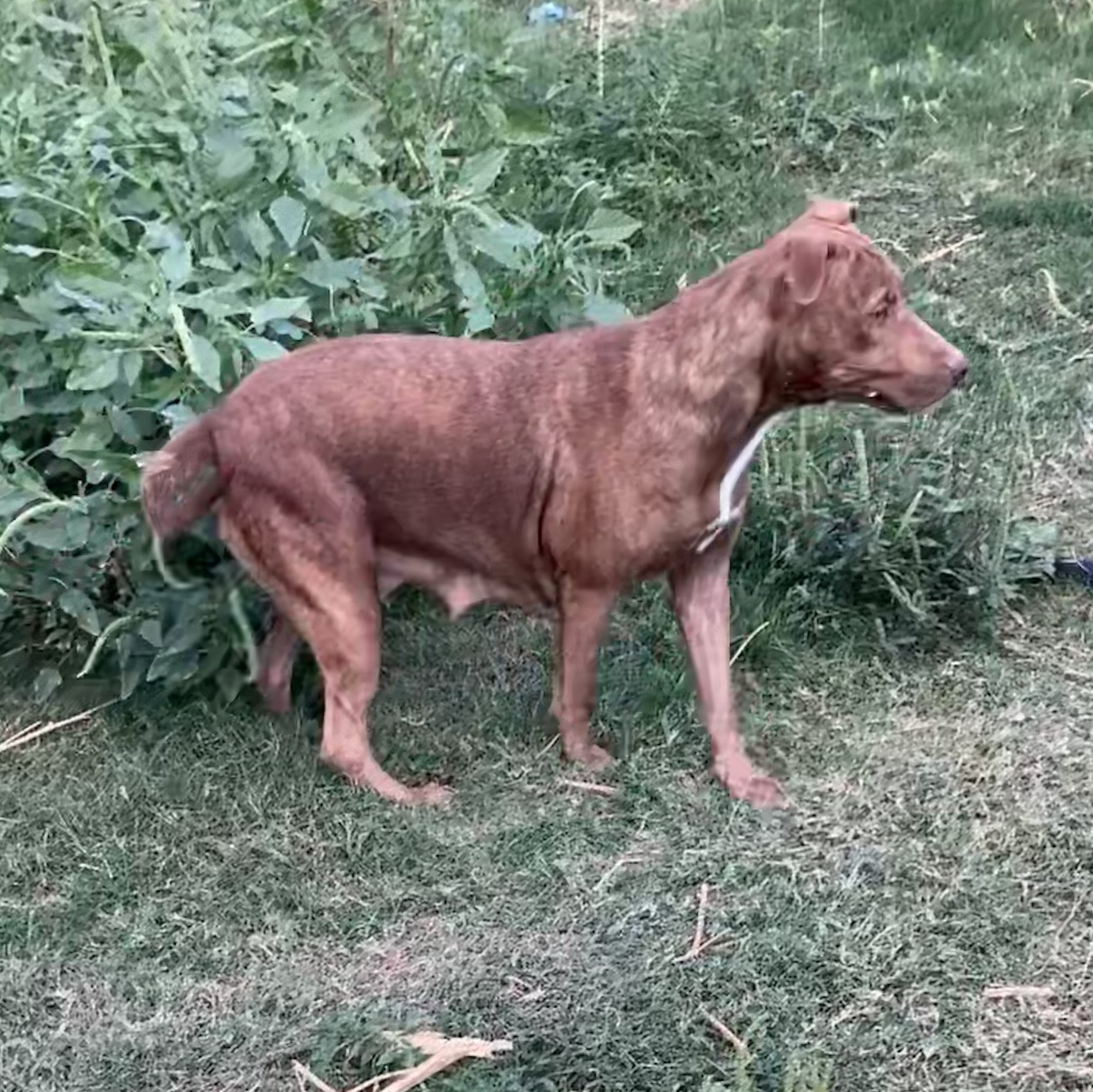 Enlarge Harley Quinn, a Adoptable mixed breed in Boise, ID image 1/5