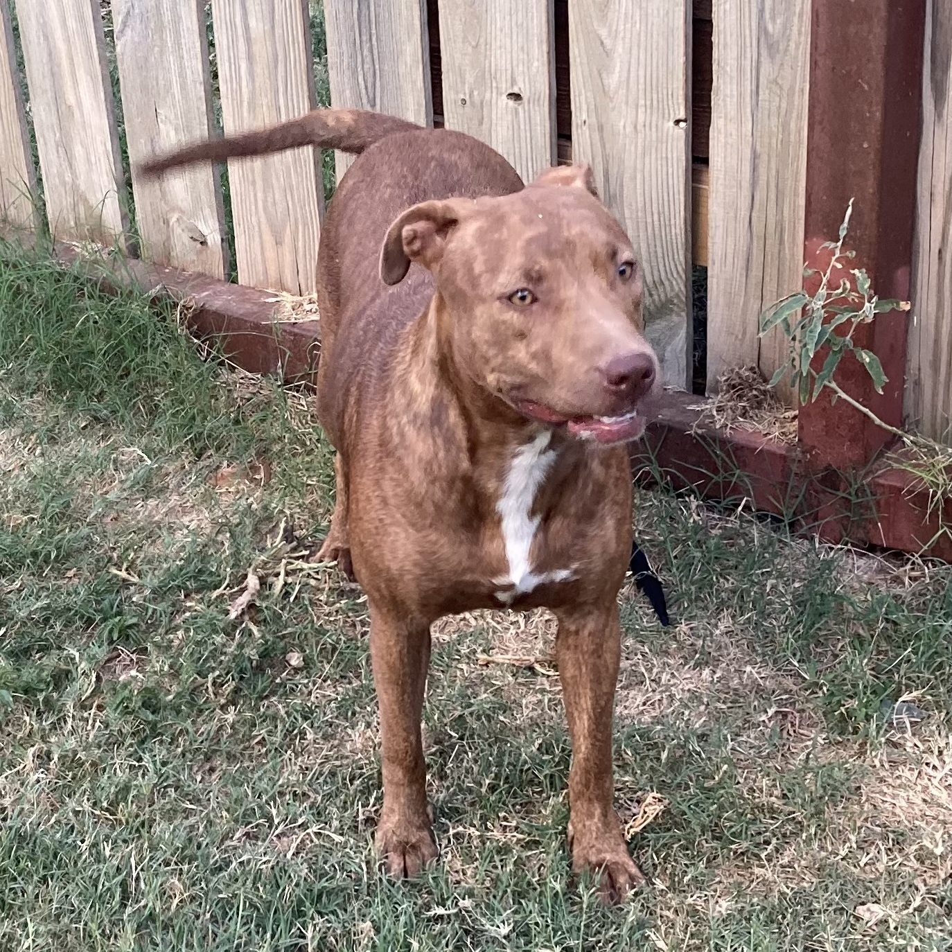 Enlarge Harley Quinn, a Adoptable mixed breed in Boise, ID image 4/5