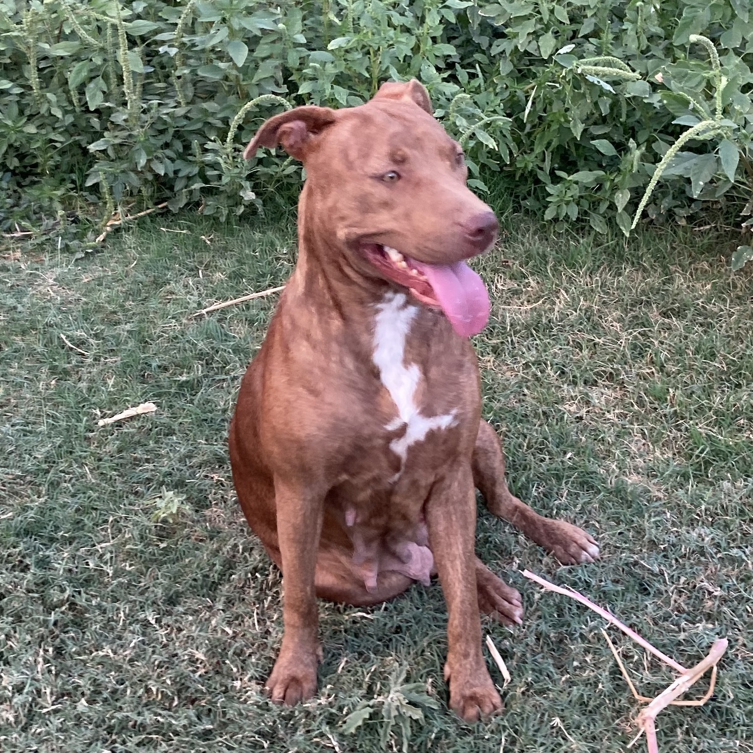 Enlarge Harley Quinn, a Adoptable mixed breed in Boise, ID image 5/5