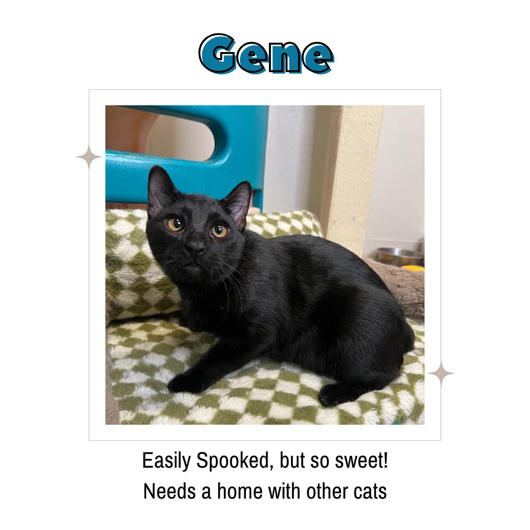 Enlarge Gene, a Adoptable Domestic Short Hair in Frankenmuth, MI image 1/6