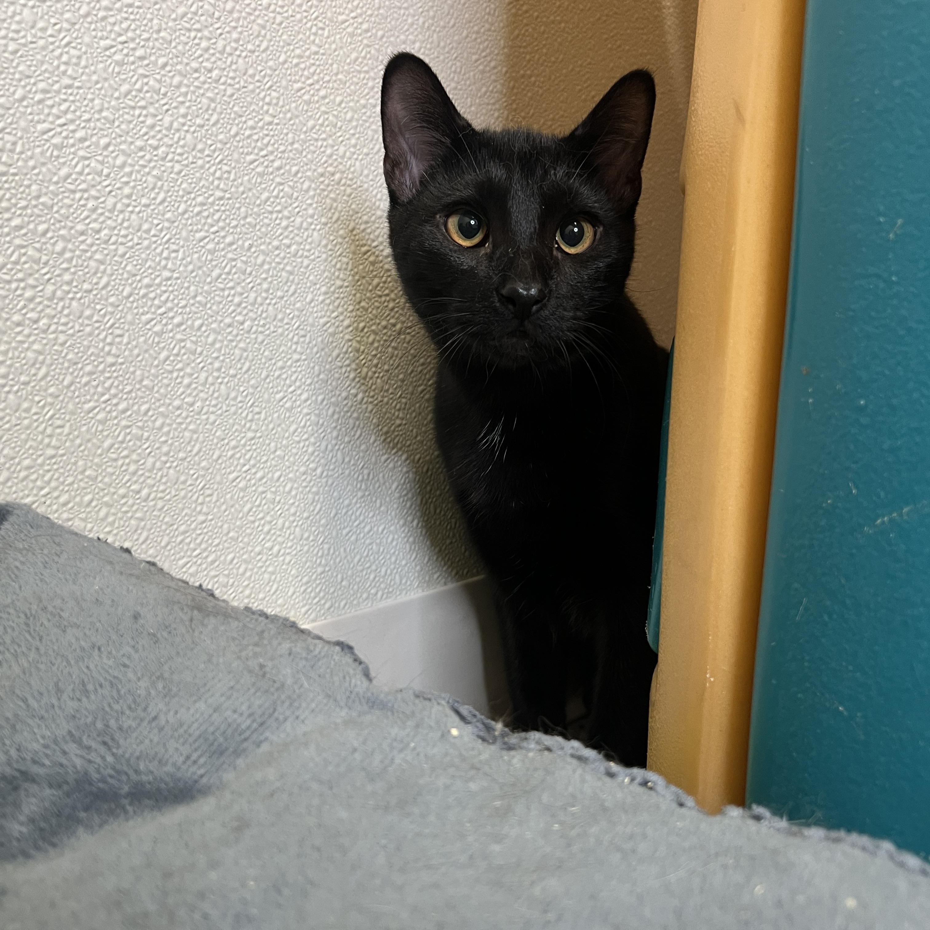 Enlarge Gene, a Adoptable Domestic Short Hair in Frankenmuth, MI image 3/5